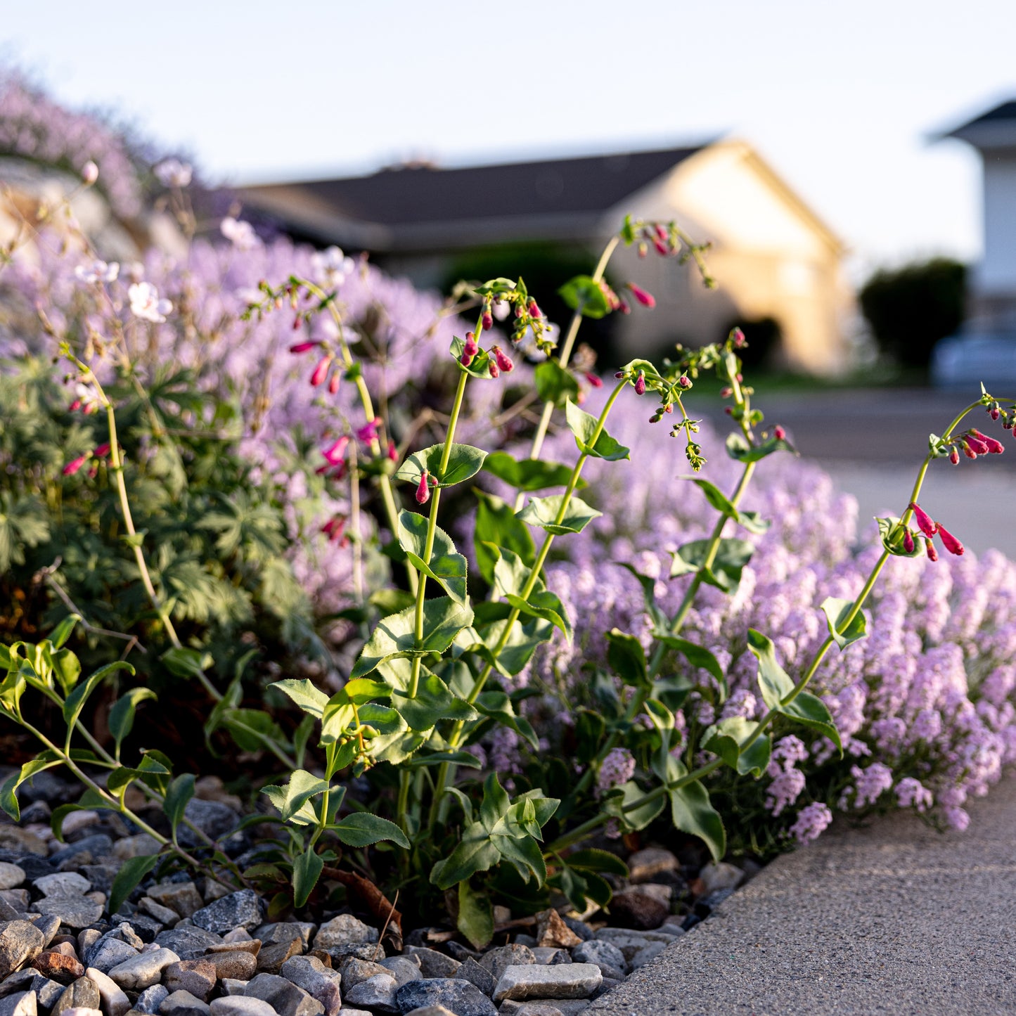 Desert Penstemon