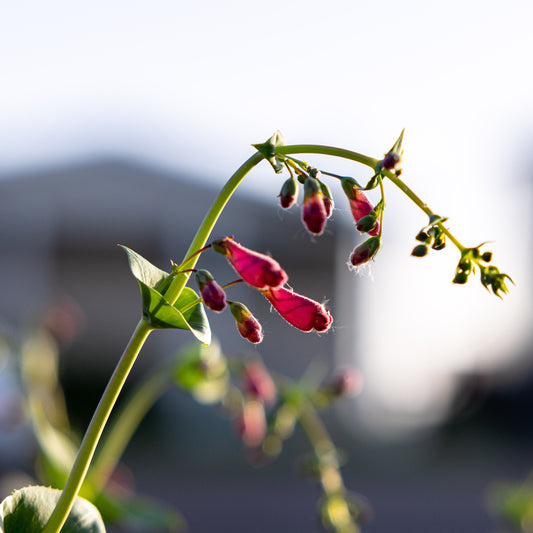 Desert Penstemon