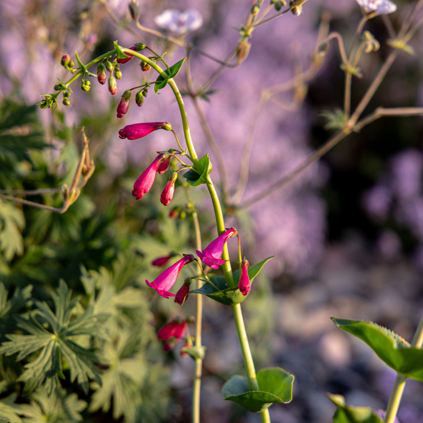 Desert Penstemon