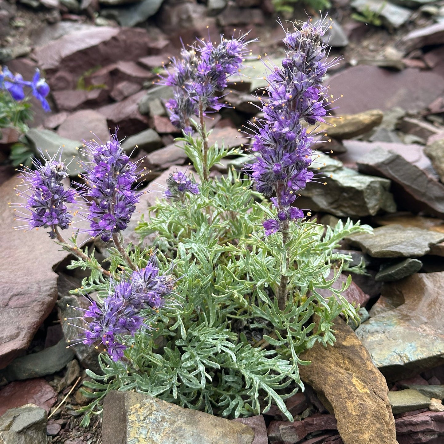 Silky Phacelia