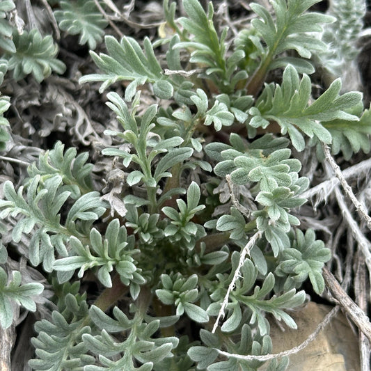 Silky Phacelia