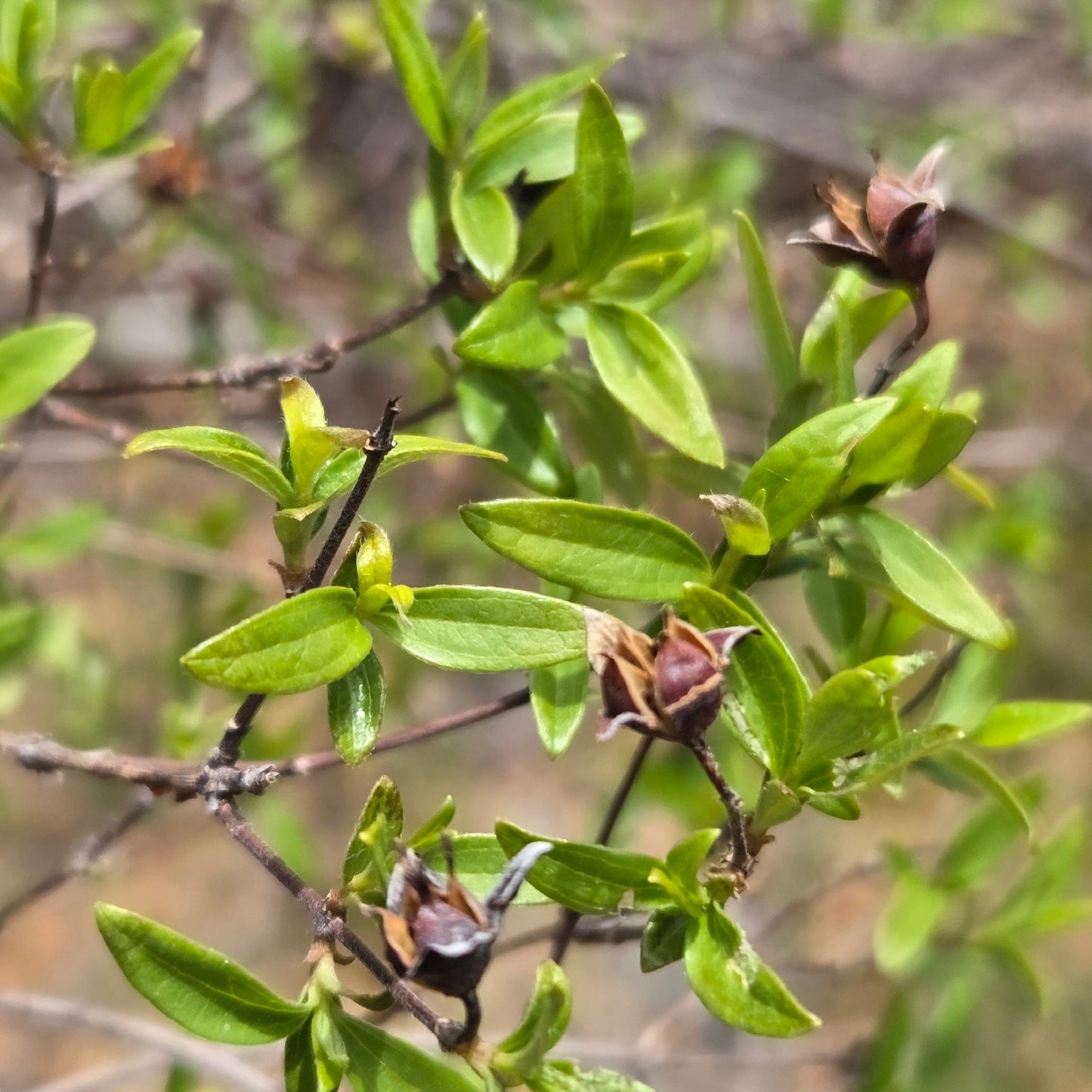 Littleleaf Mock Orange