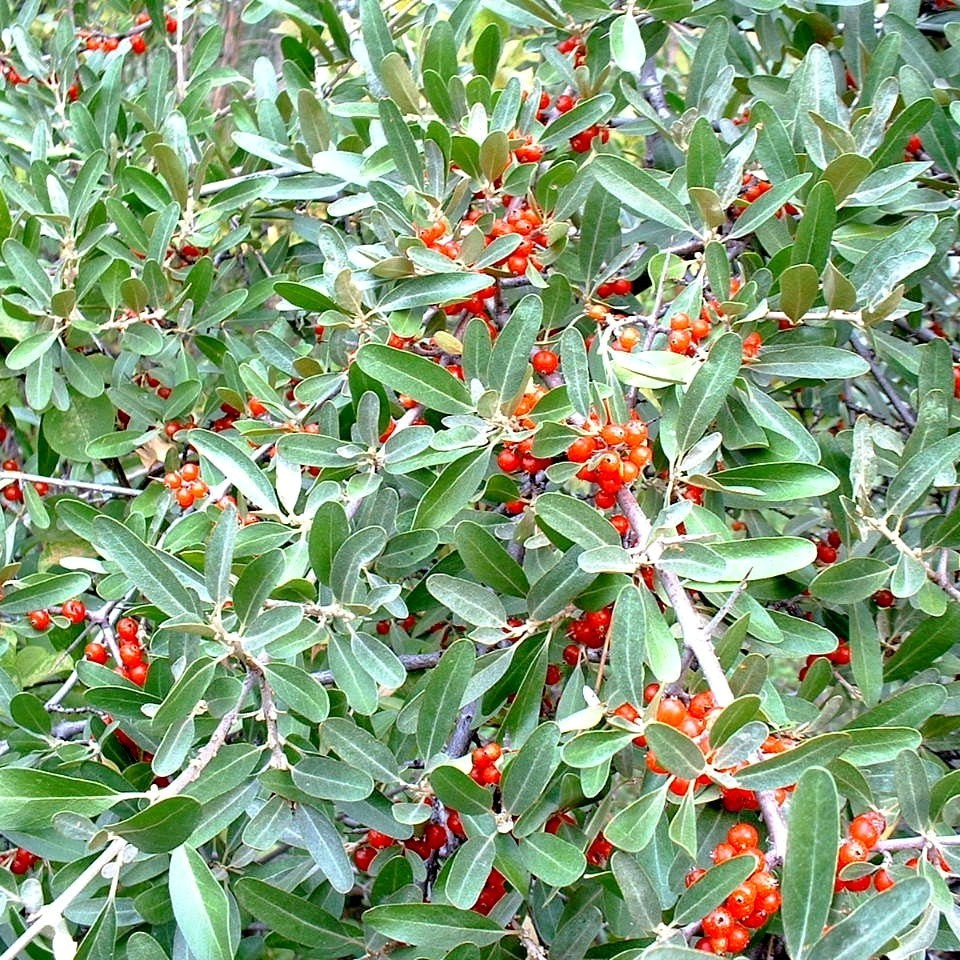Silver Buffaloberry
