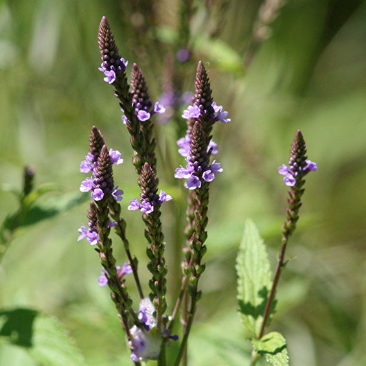 Swamp Verbena
