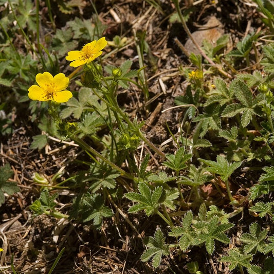 Slender Cinquefoil