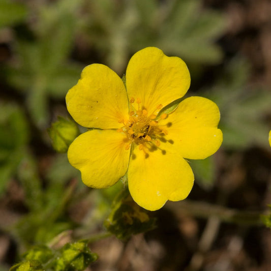 Slender Cinquefoil