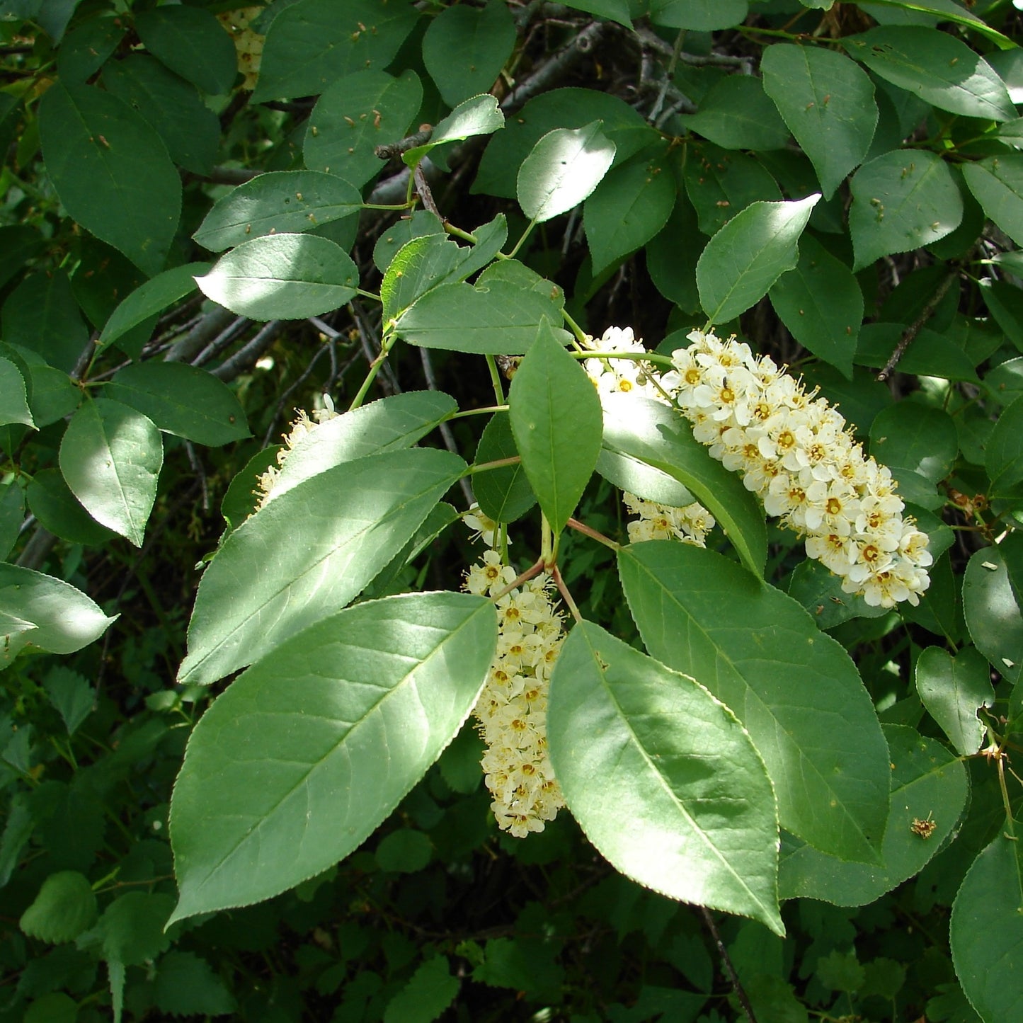 Western Chokecherry