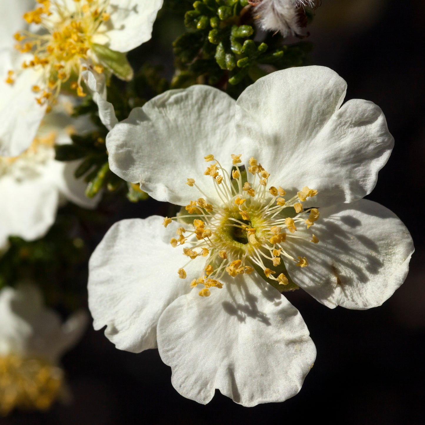 Cliffrose Purshia mexicana var.stansburyana flower
