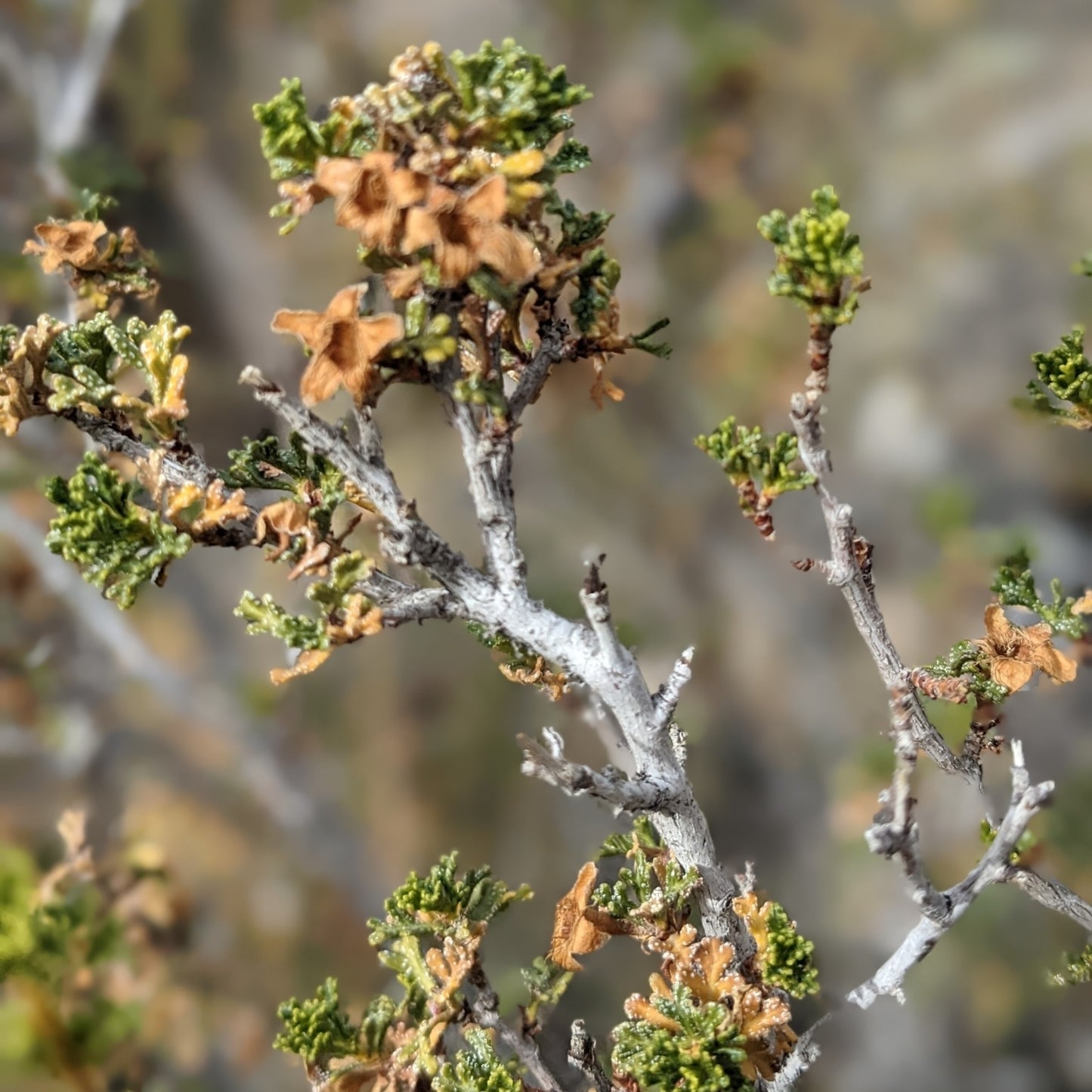 Cliffrose Purshia mexicana var.stansburyana spent flowers