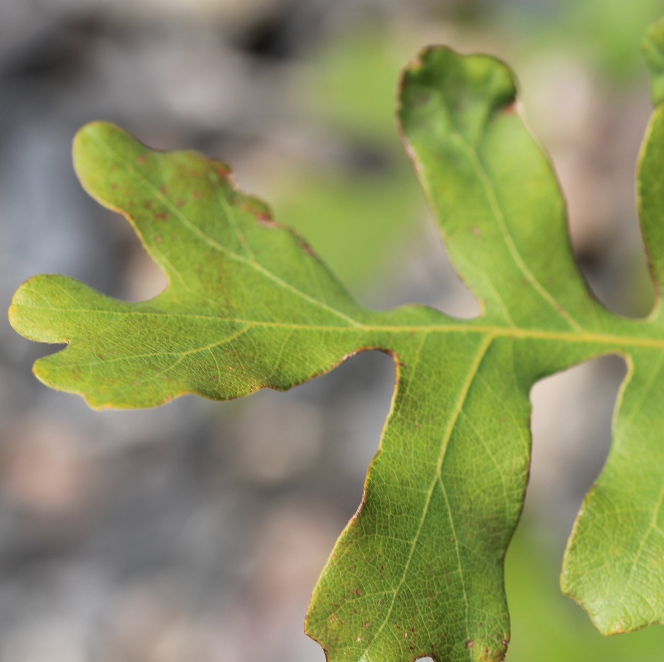 Gambel Oak