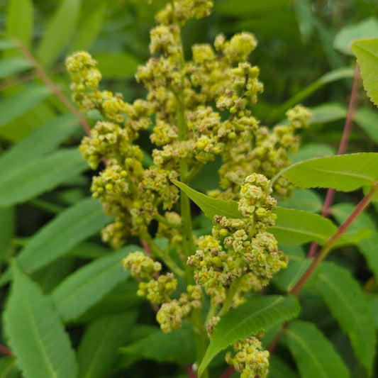 Smooth Sumac