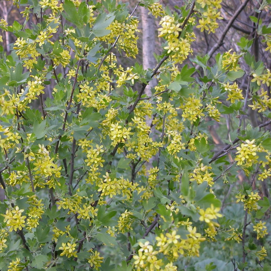 Golden Currant