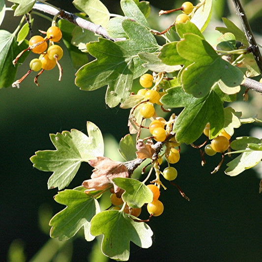 Golden Currant