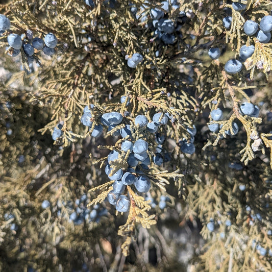 Rocky Mountain Juniper