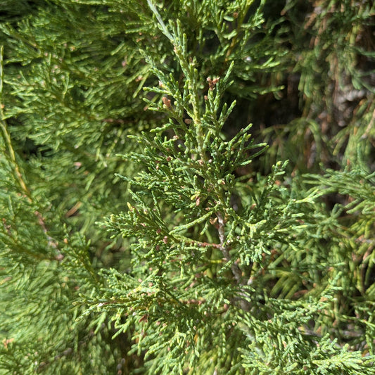 Rocky Mountain Juniper