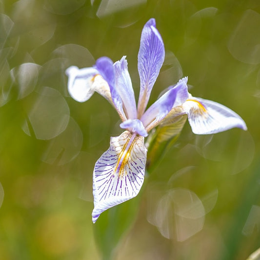 Rocky Mountain Iris