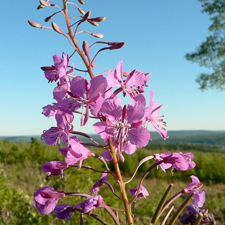 Fireweed