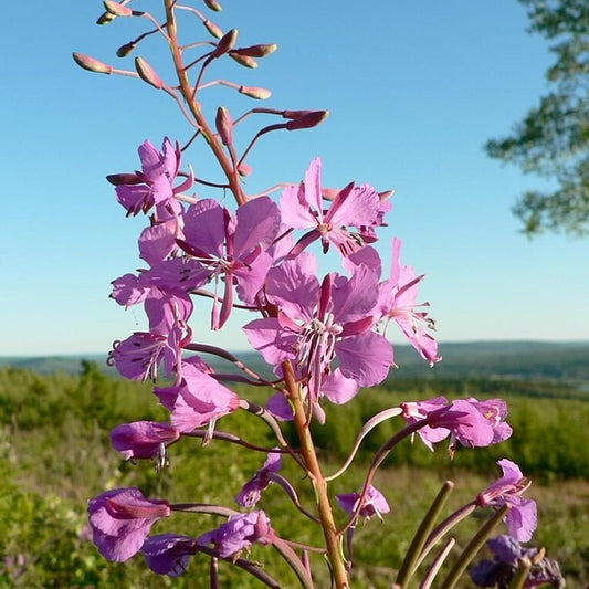 Fireweed