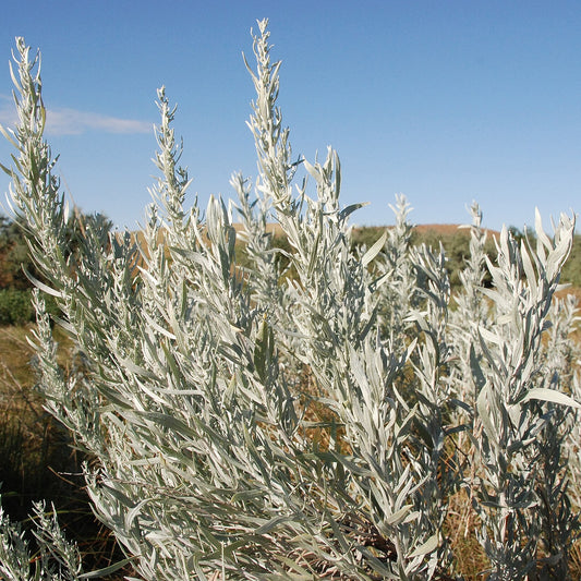 Silver Sagebrush