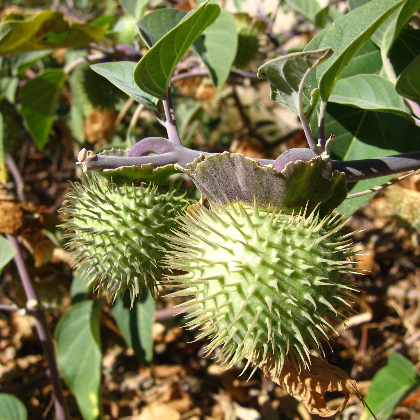 Sacred Datura