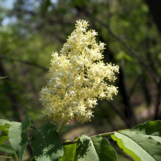 Red Elderberry