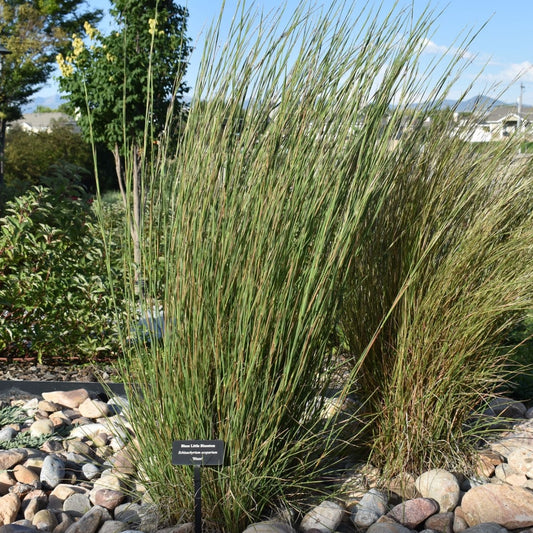 Little Bluestem 'Blaze'