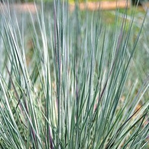 'Prairie Blues' Little Bluestem