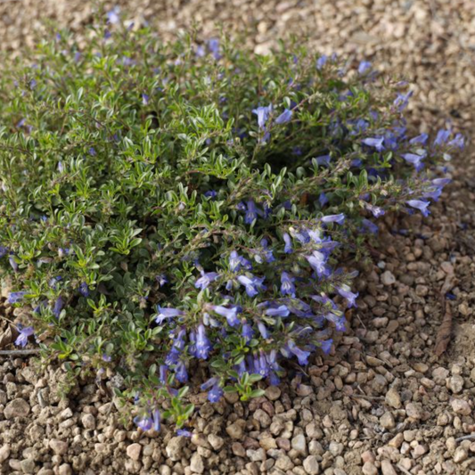 ‘Waggon Wheel’ Bluemat Penstemon