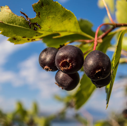 Saskatoon Serviceberry