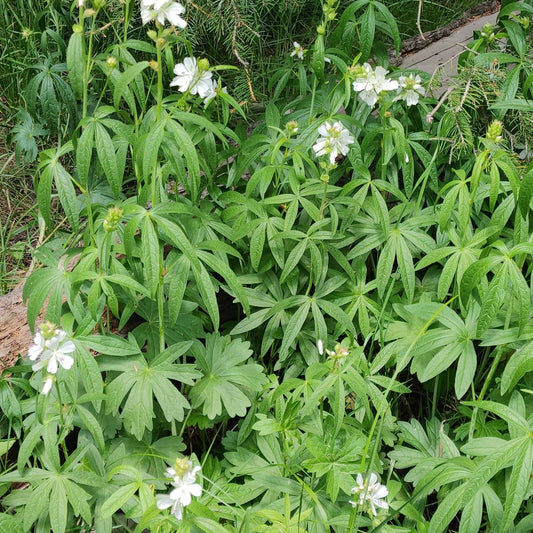 White Checker Mallow