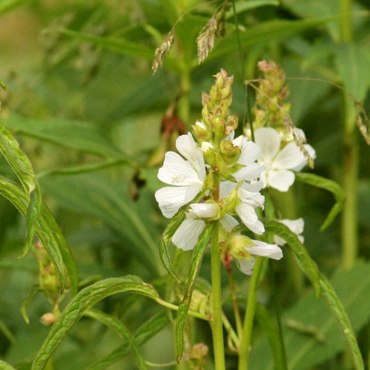 White Checker Mallow