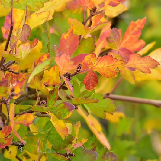 Oakleaf Sumac Rhus aromatica var. trilobata in the fall