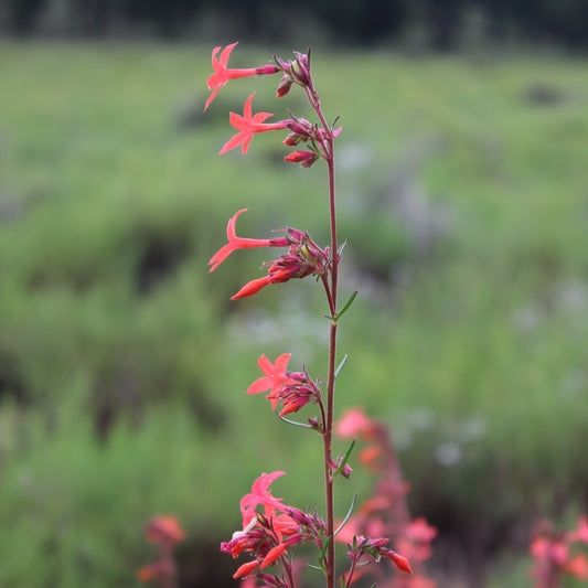Scarlet Gilia