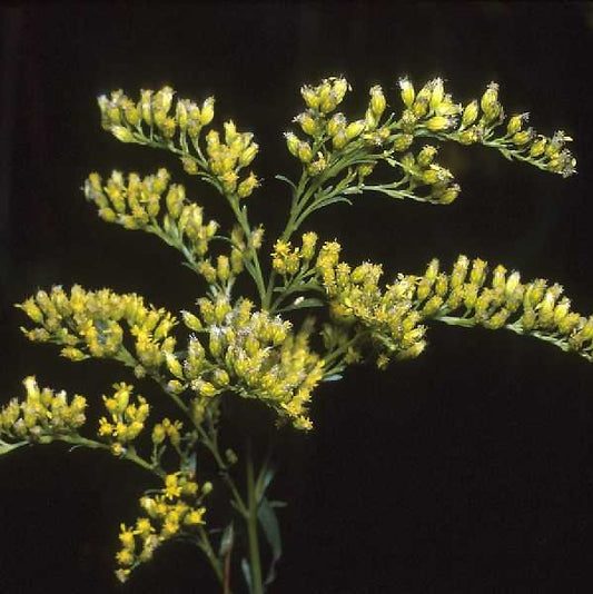 Goldenrod Solidago canadensis close up