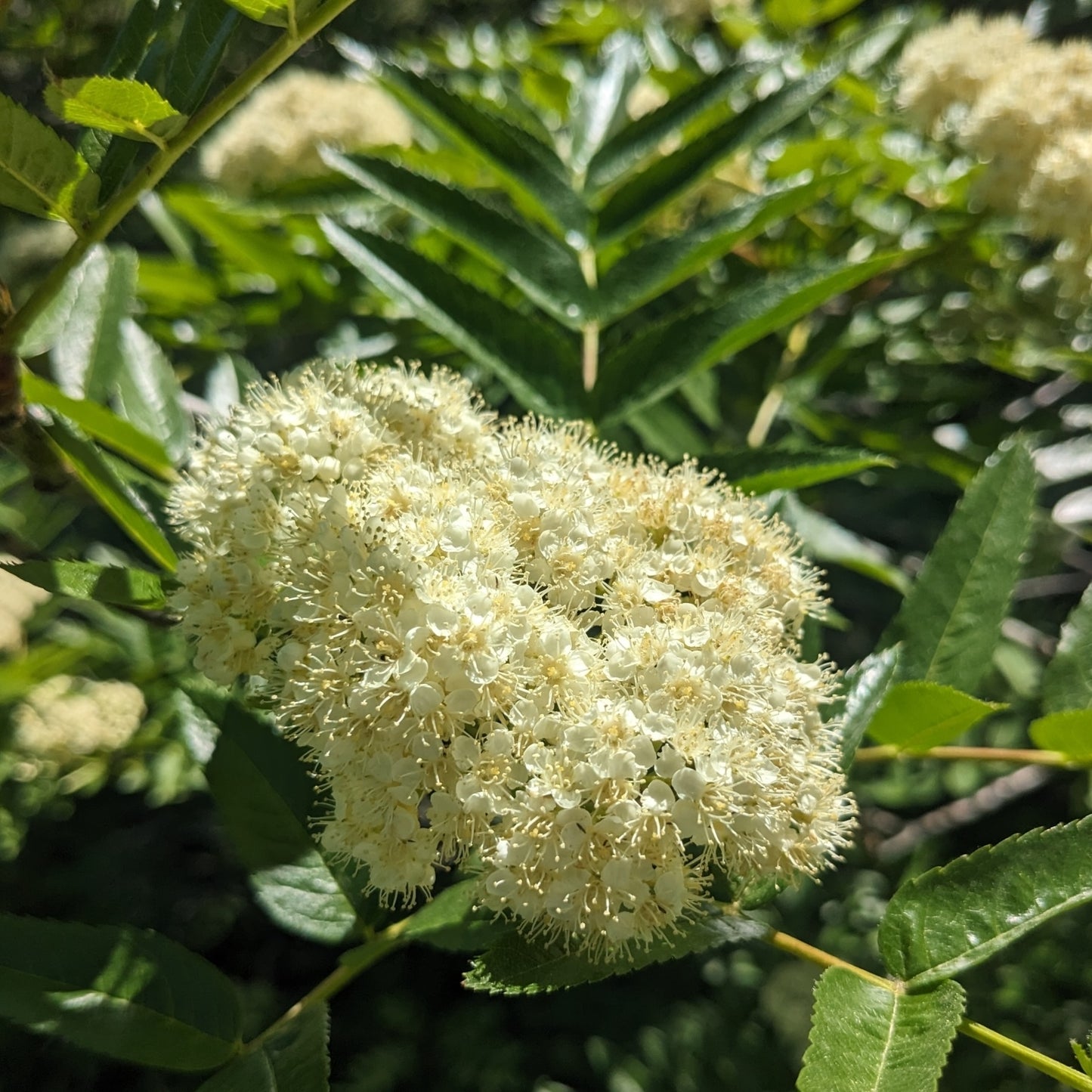 Western Mountain Ash