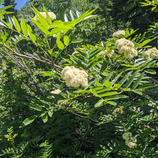 Western Mountain Ash