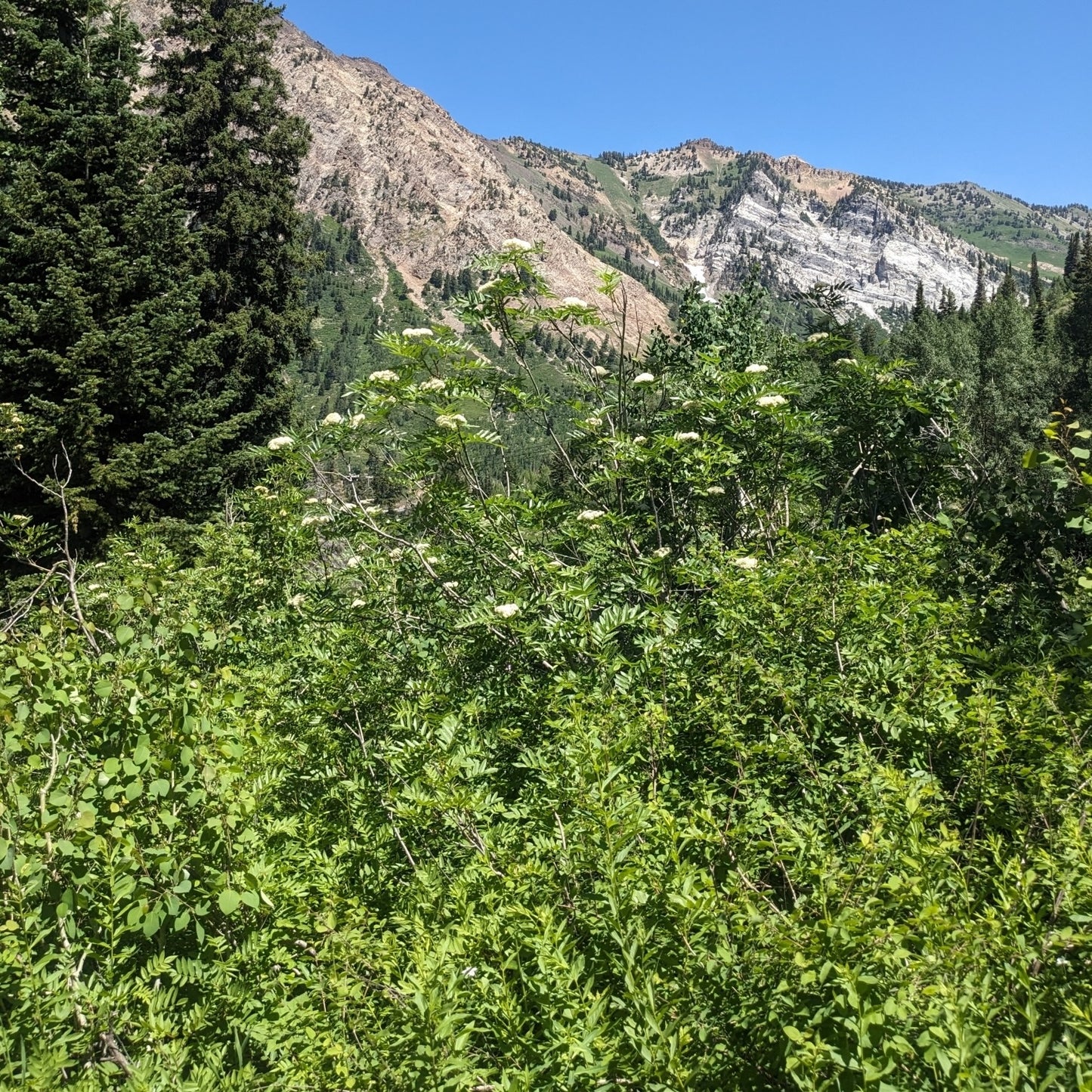 Western Mountain Ash