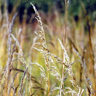 'Thin Man' Indian Grass