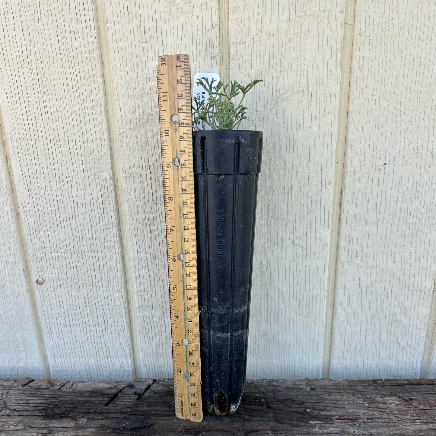 Scarlet Globemallow Sphaeralcea coccinea potted seedling