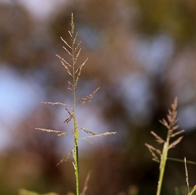 sand kingdom plant seed Sand Dropseed – Native Utah Plants