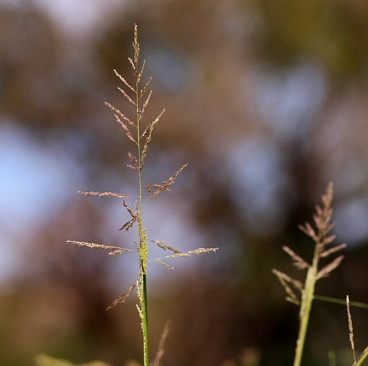 Sand Dropseed Sporobolus cryptandrus seed head