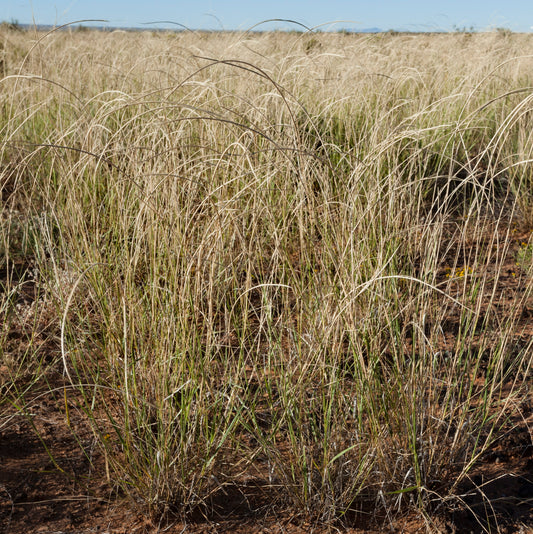 Sand Dropseed Sporobolus cryptandrus