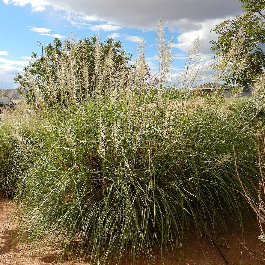 'Windbreaker' Giant Sacaton