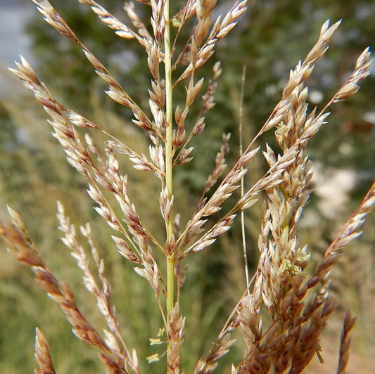 'Windbreaker' Giant Sacaton