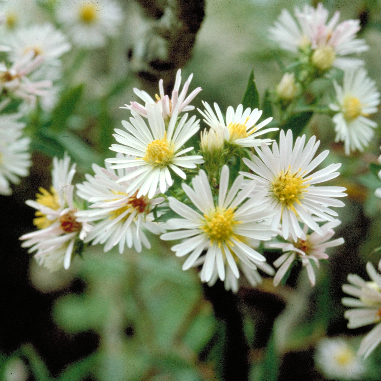 Heath Aster 'First Snow'