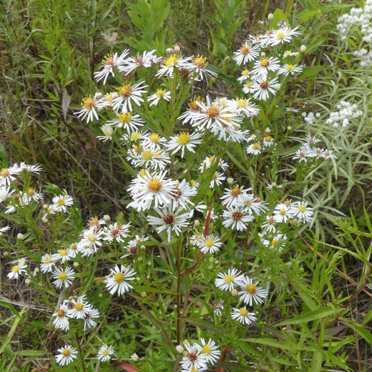 Panicled Aster