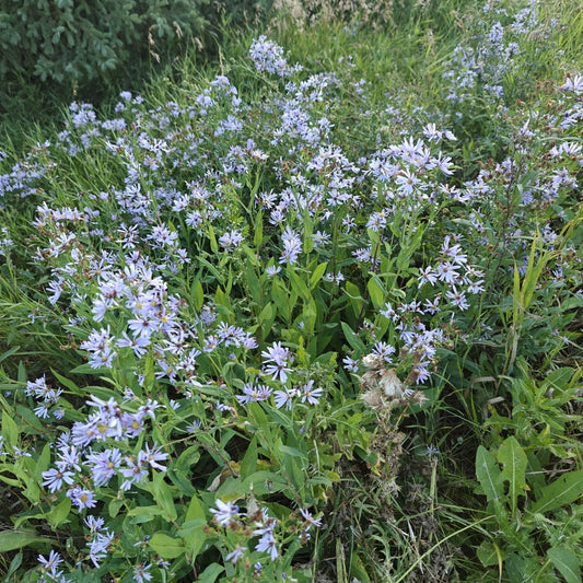 Smooth Blue Aster