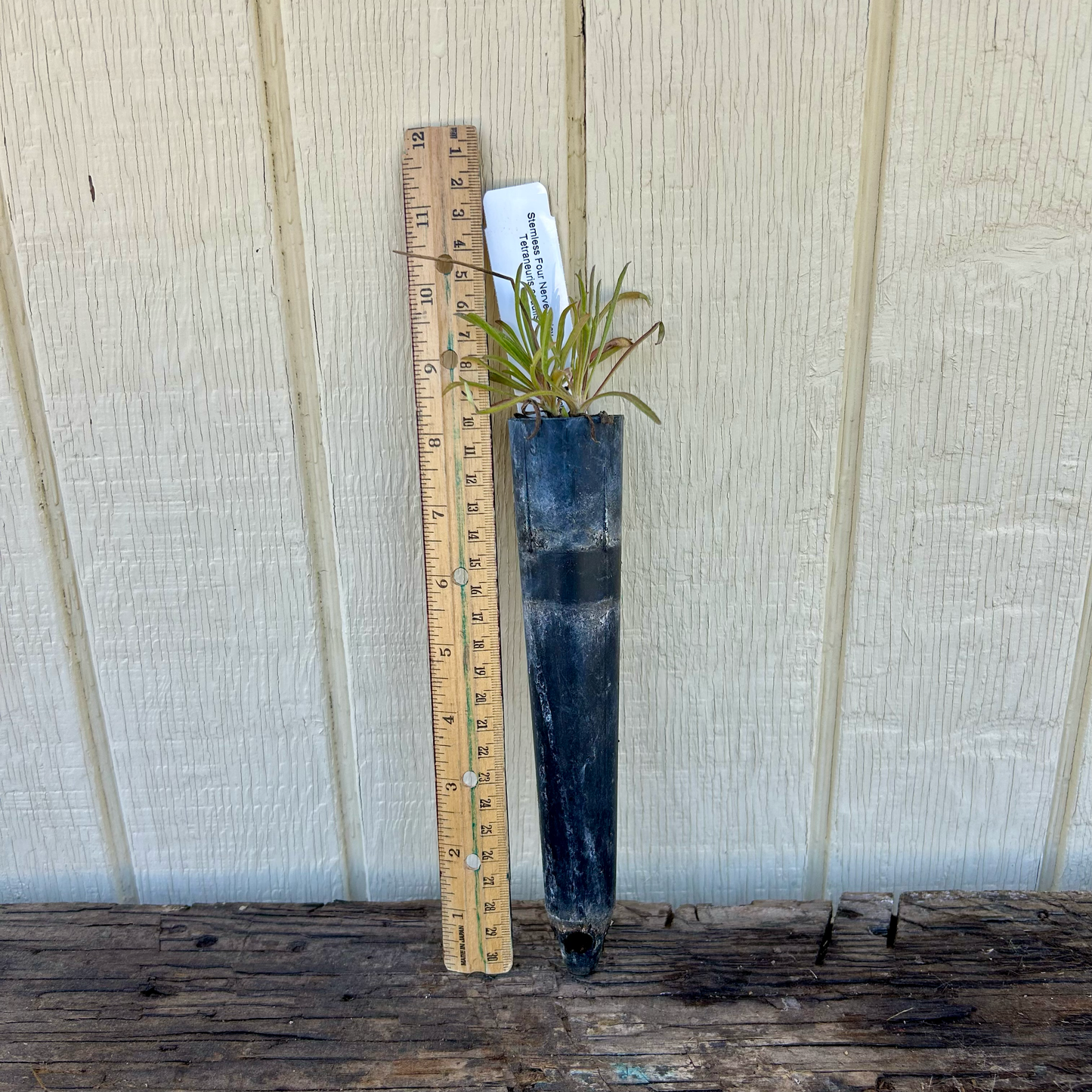 Sol Dancer Daisy Tetraneuris acaulis var. arizonica, formerly Hymenoxys acaulis potted seedling