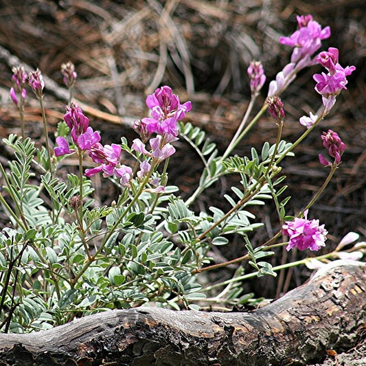Utah Sweetvetch