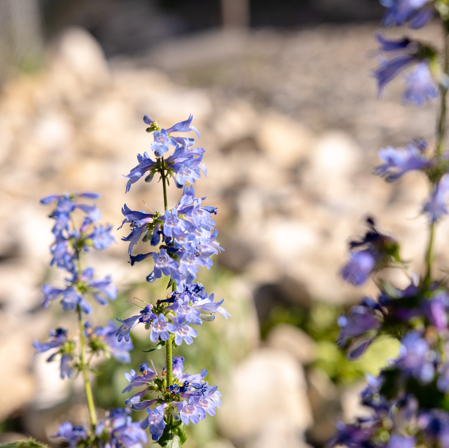 Wasatch Penstemon